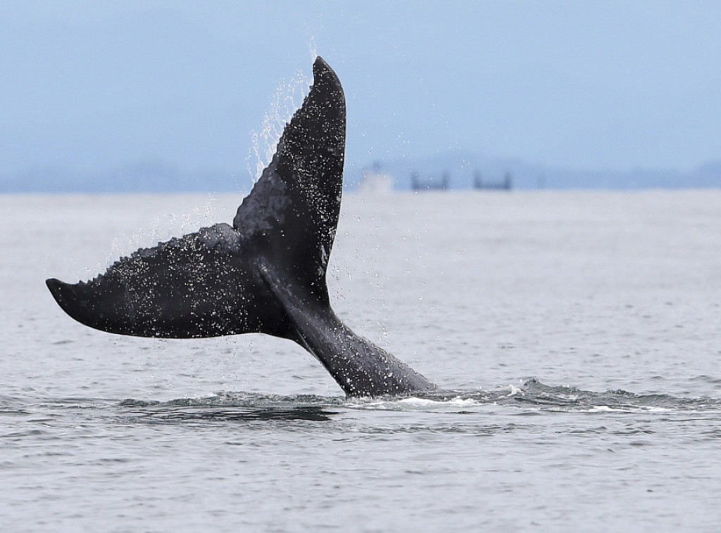 Više od 20 kitova uginulo nakon što su se nasukli na Novom Zelandu