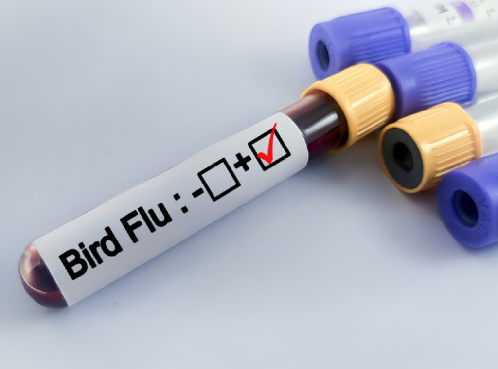 Mađarska prijavila prvi slučaj ptičjeg gripa na farmi pataka za tov ove sezone