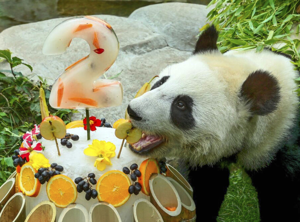 Dve džinovske pande vraćaju se u Kinu posle 13 godina u zoološkom vrtu u Francuskoj