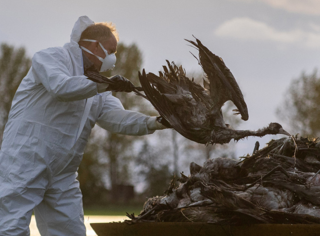 U Nemačkoj ubijeno 400.000 jedinki živine zbog novog talasa ptičjeg gripa