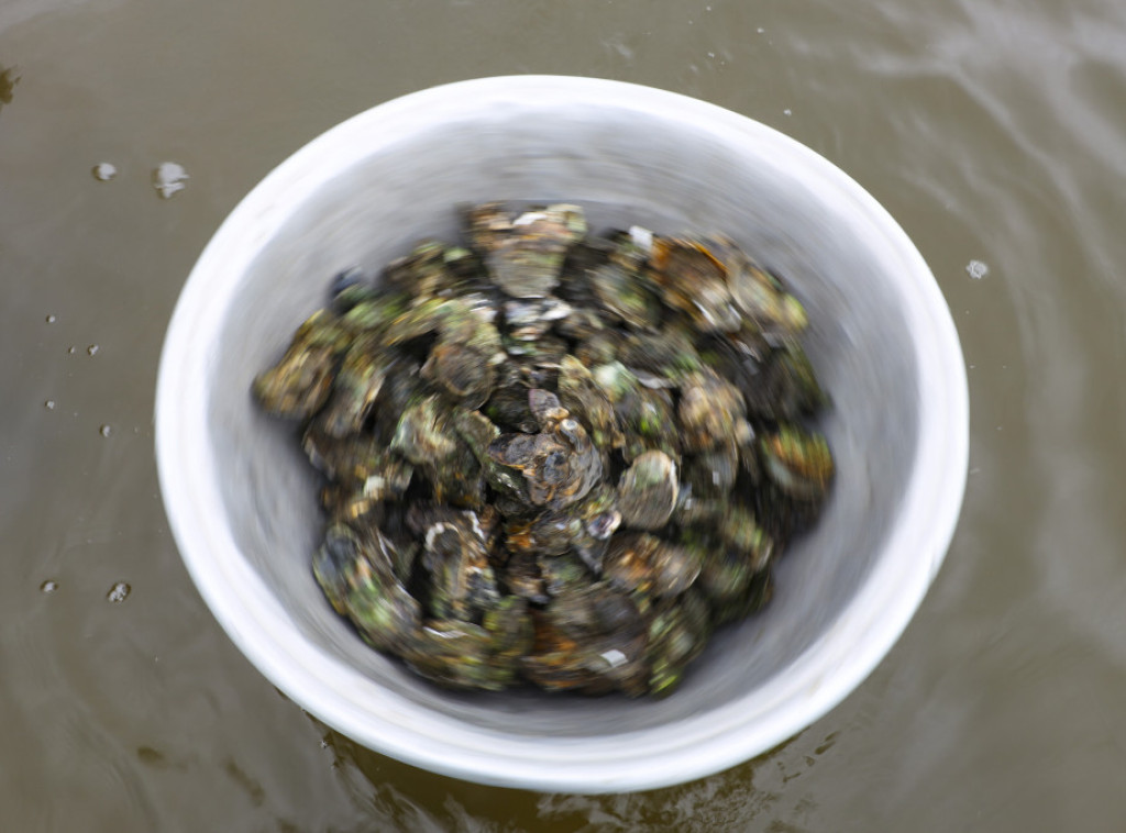 Evropske ostrige ugrožene zbog prekomernog lova, bolesti i invazivnih vrsta