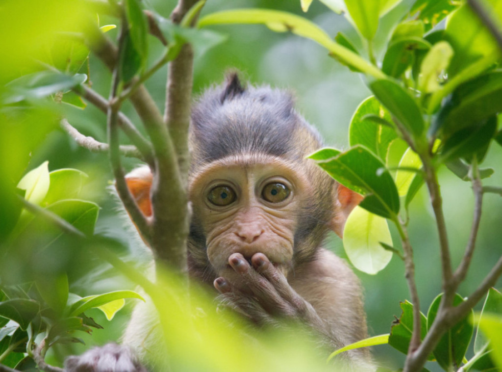 Prevrnuo se kamion s majmunima u SAD, tri majmuna još uvek na slobodi