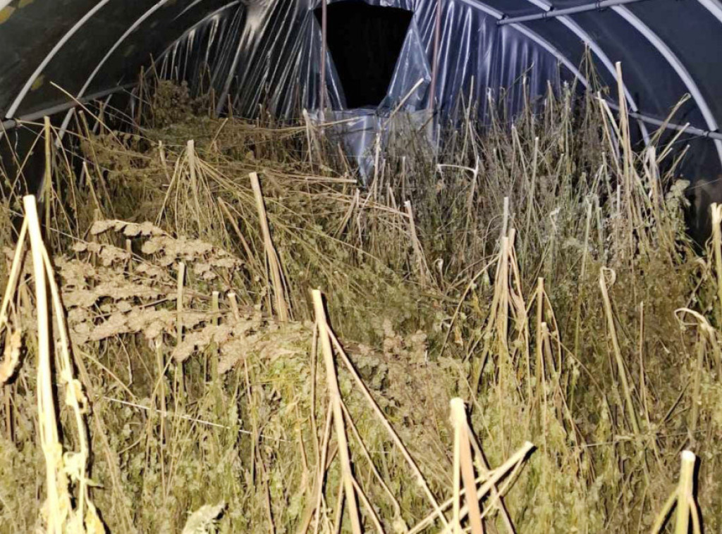 Dačić: Zaplenjeno 200 kilograma marihuane u Loznici, sumnja se da ima i više