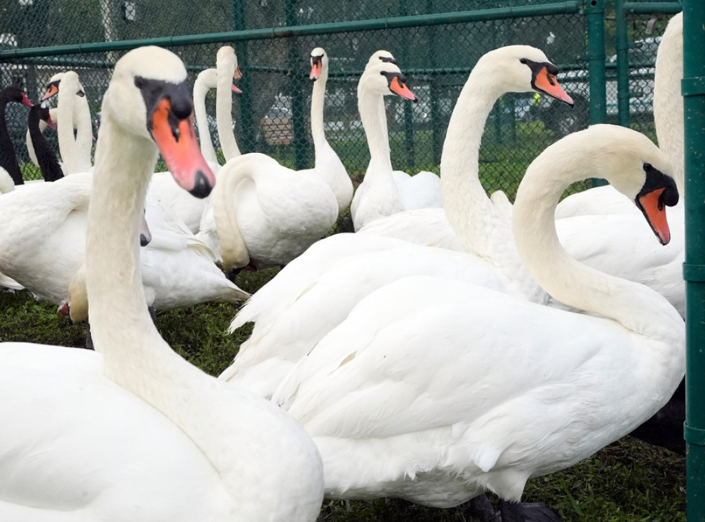 Visokopatogeni ptičji grip potvrđen kod labuda u Sloveniji