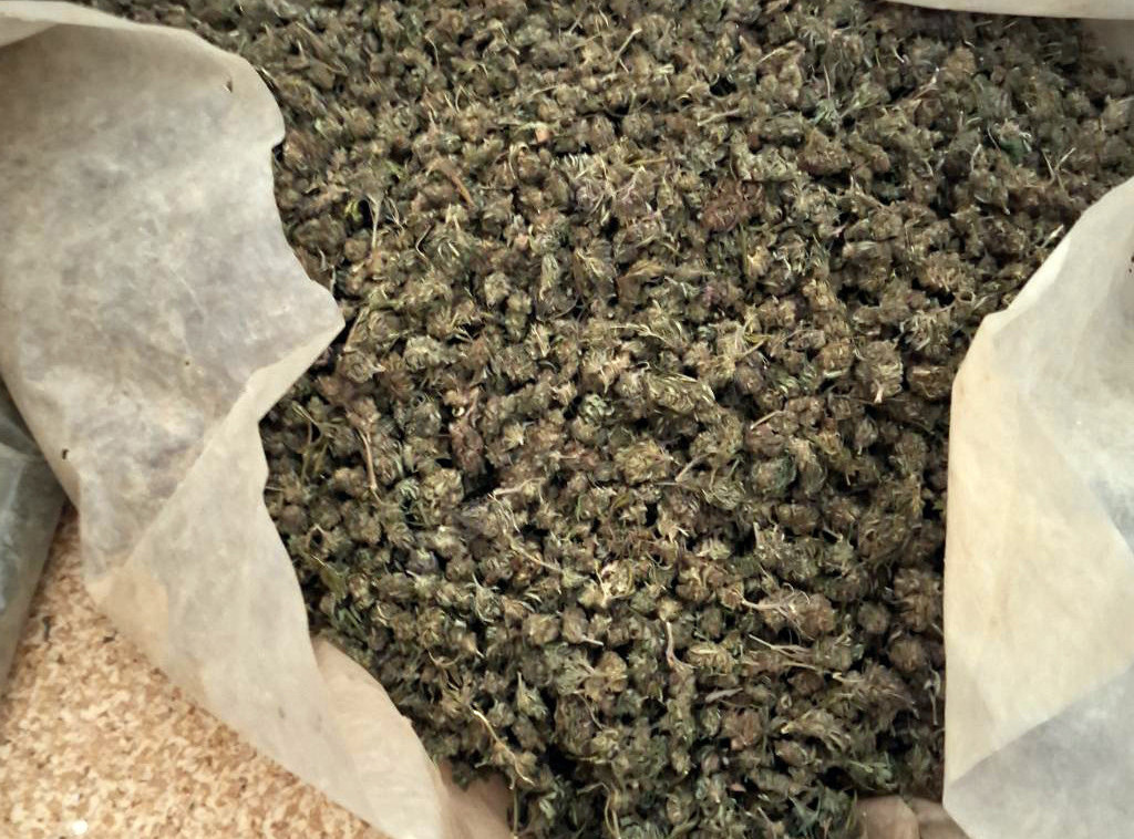 Dačić: Zaplenjeno 350 kilograma marihuane u mestu Gornja Badanja