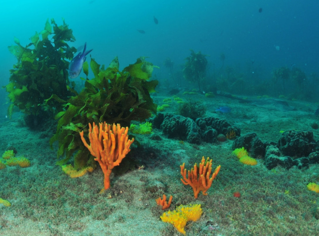 Naučnici otkrili desetine novih vrsta u dubinama Južnog okeana