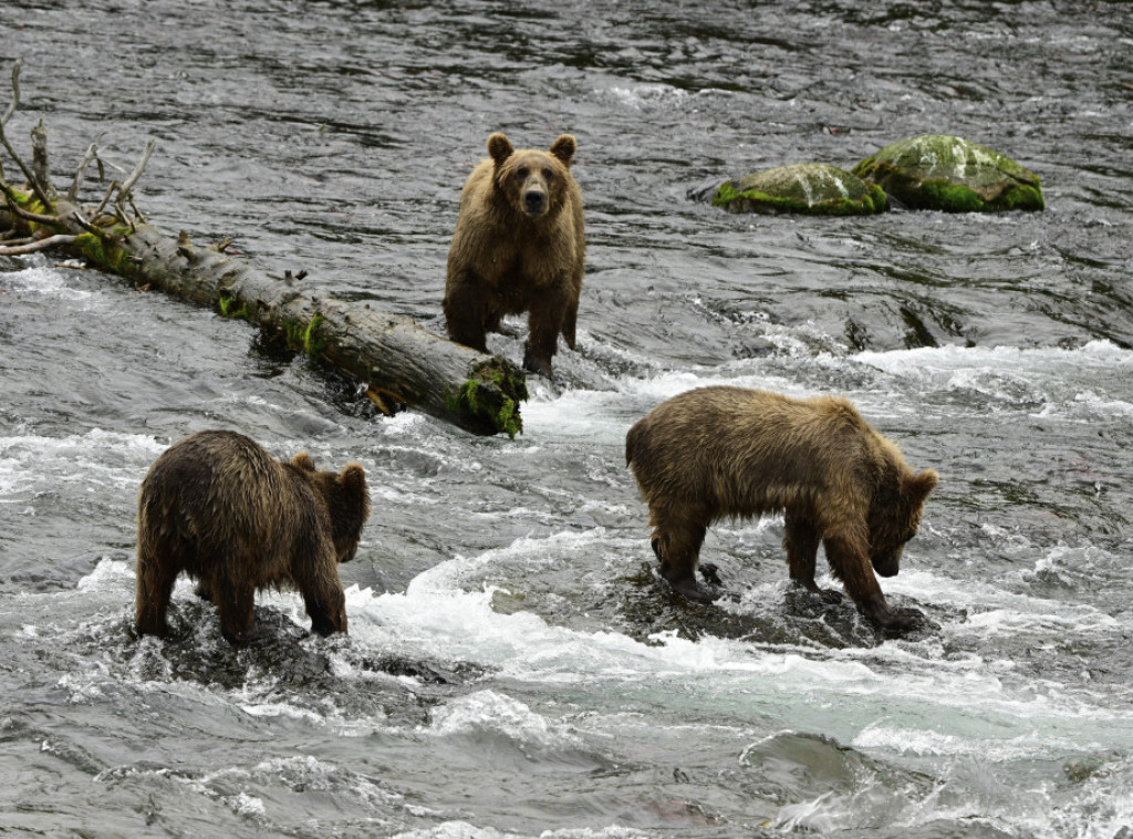 Japan planira da zaposli lovce zbog porasta broja napada medveda