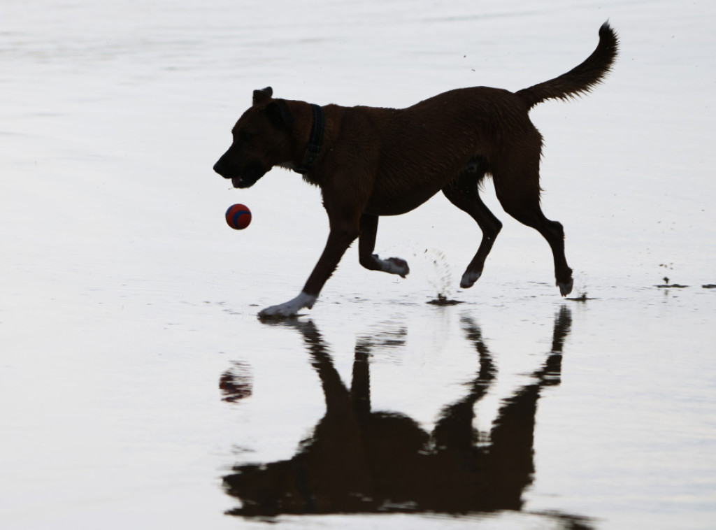 U Velikoj Britaniji sve više napuštenih kućnih ljubimaca zbog porasta troškova za hranu