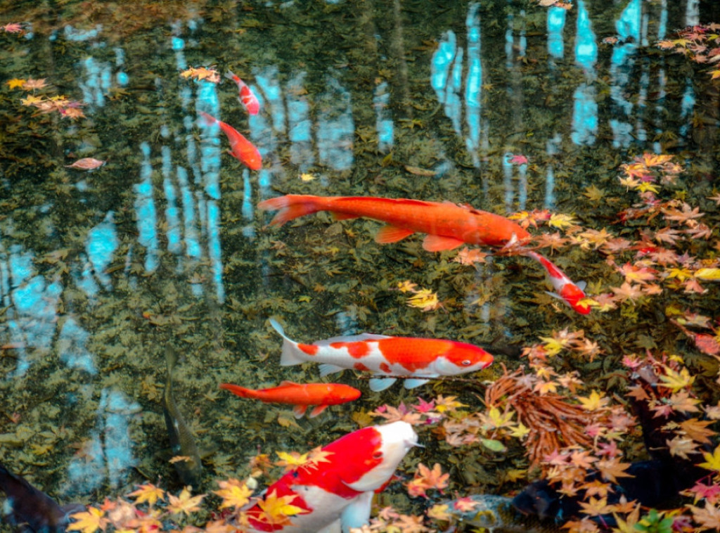 Konkurs za dodelu sredstava za podizanje i rekonstrukciju ribnjaka do 18. novembra