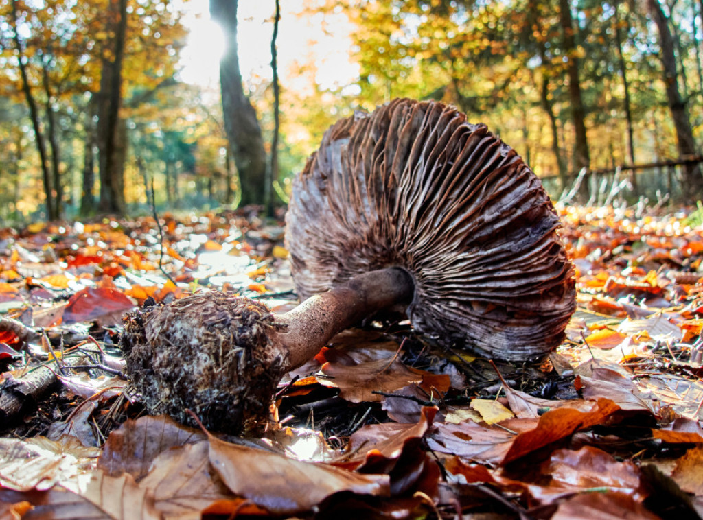U Srbiji danas hladnije, najviša dnevna temperatura oko 16 stepeni, ponegde sa kišom