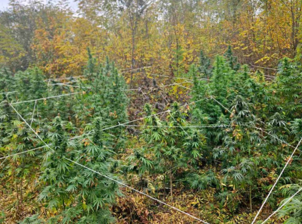 MUP: Dva muškarca uhapšena zbog 37 stabljika kanabisa