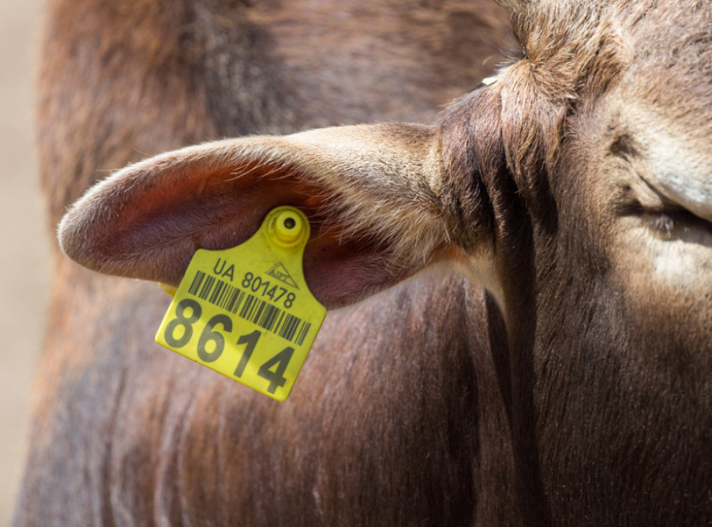 Crna Gora: Zabeležena 43 slučaja kju groznice kod stoke u ovoj godini