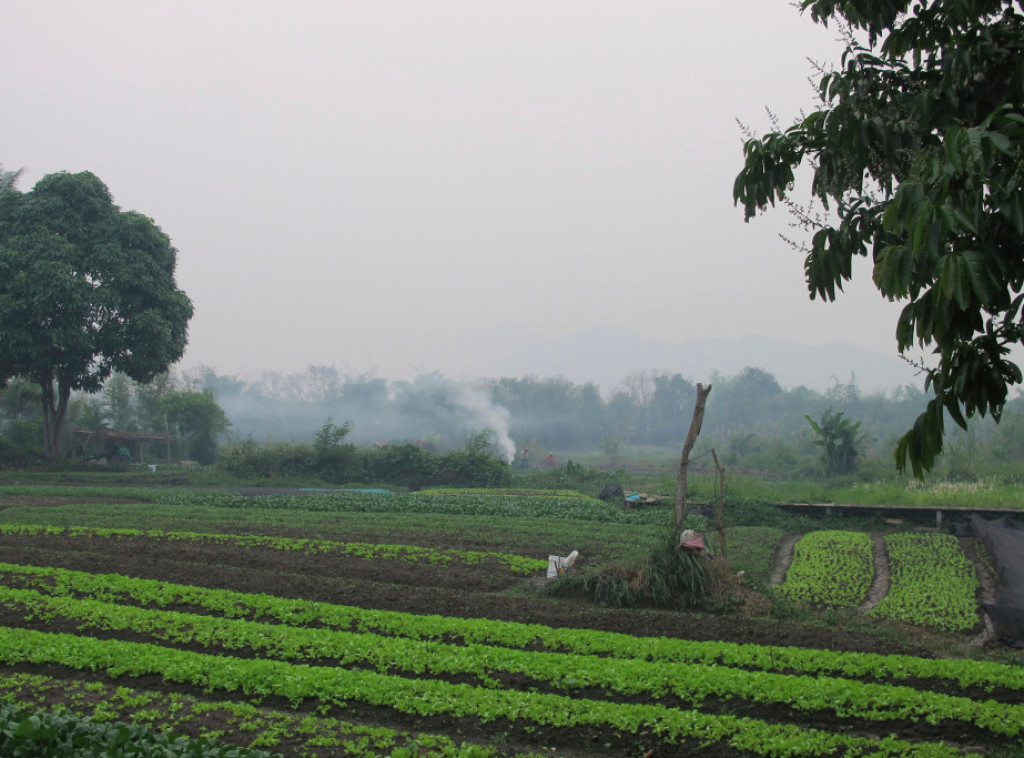 Roj osa u Laosu na smrt izbo oca i sina iz Amerike