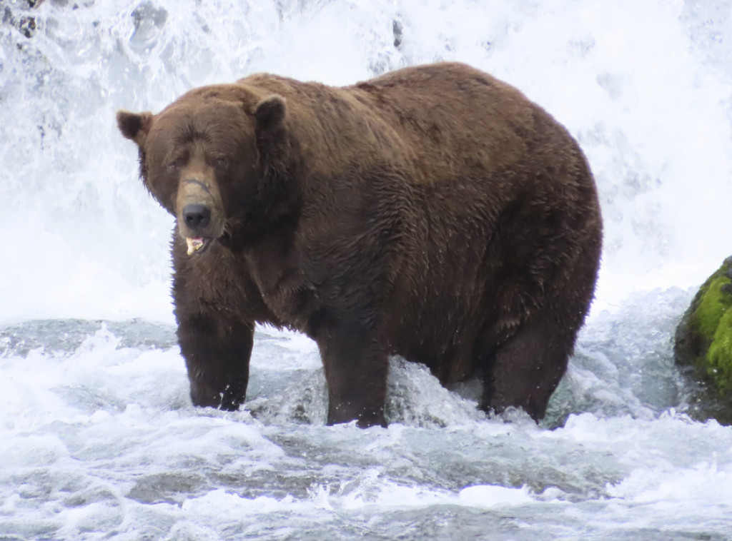 Japan angažuje vojsku i dronove koji emituju lavež pasa zbog porasta napada medveda