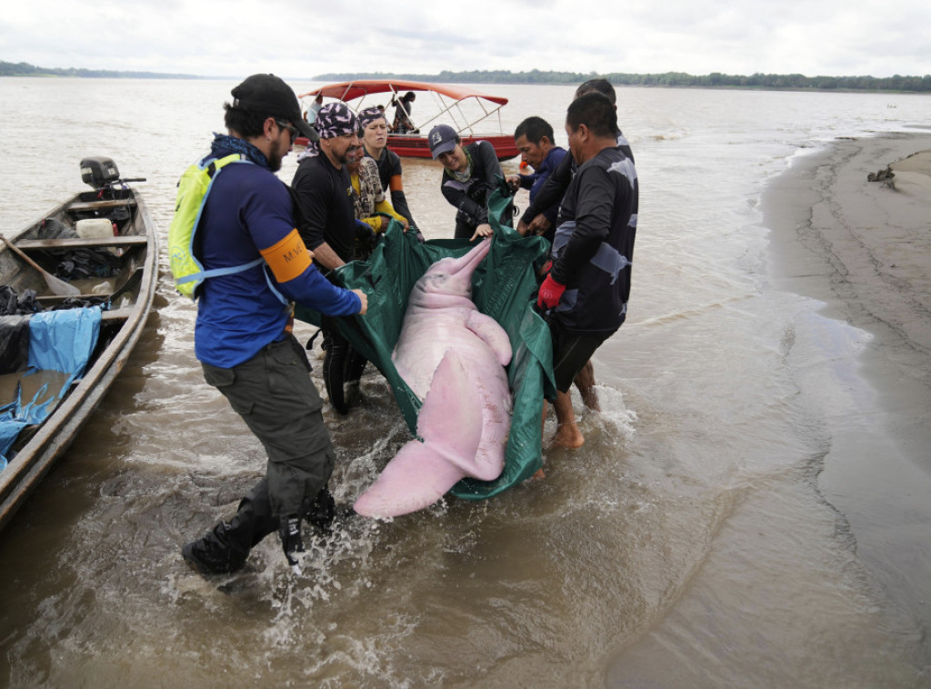 Istraživanje: Stotine mrtvih delfina u pretoplom amazonskom jezeru