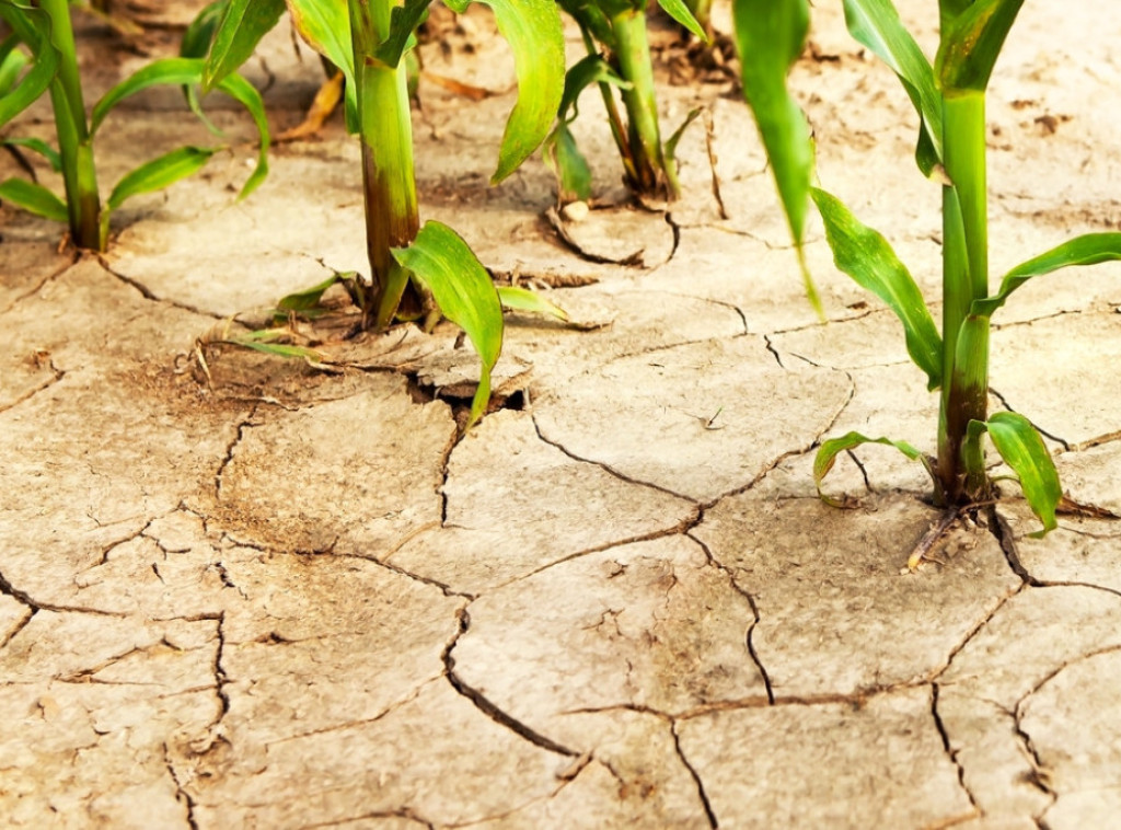 Zvaničnici: Engleska se suočava sa najgorom sušom u decenijama, preduzimaju se mere