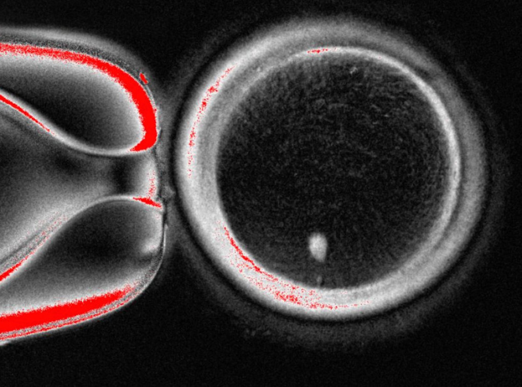 Danas se obeležava Svetski dan nauke sa ciljem čvršće veze između nauke i društva