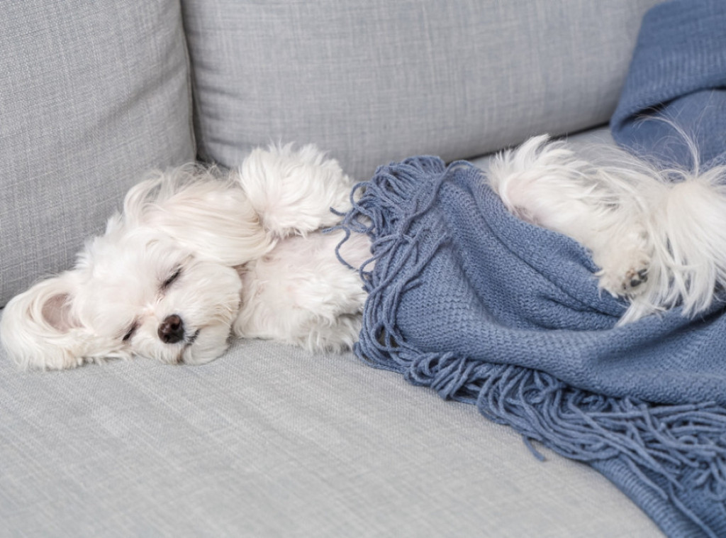 Od danas u Sloveniji zabranjeno vezivanje pasa u kućnom okruženju