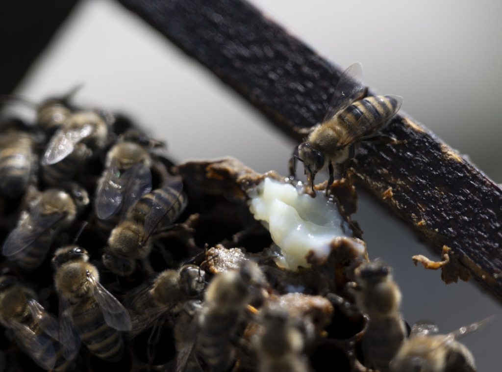 Nova pčela "Lucifer" sa rogovima otkrivena u Australiji