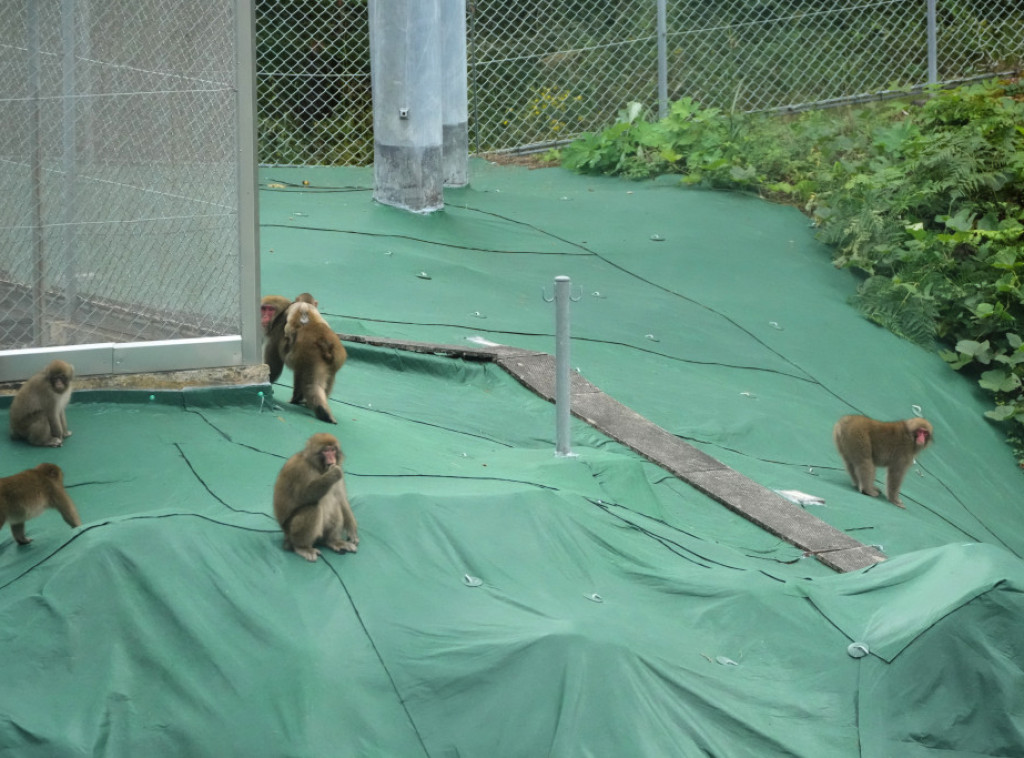 Britanska vlada izlaže plan za postepeno ukidanje eksperimenata na životinjama