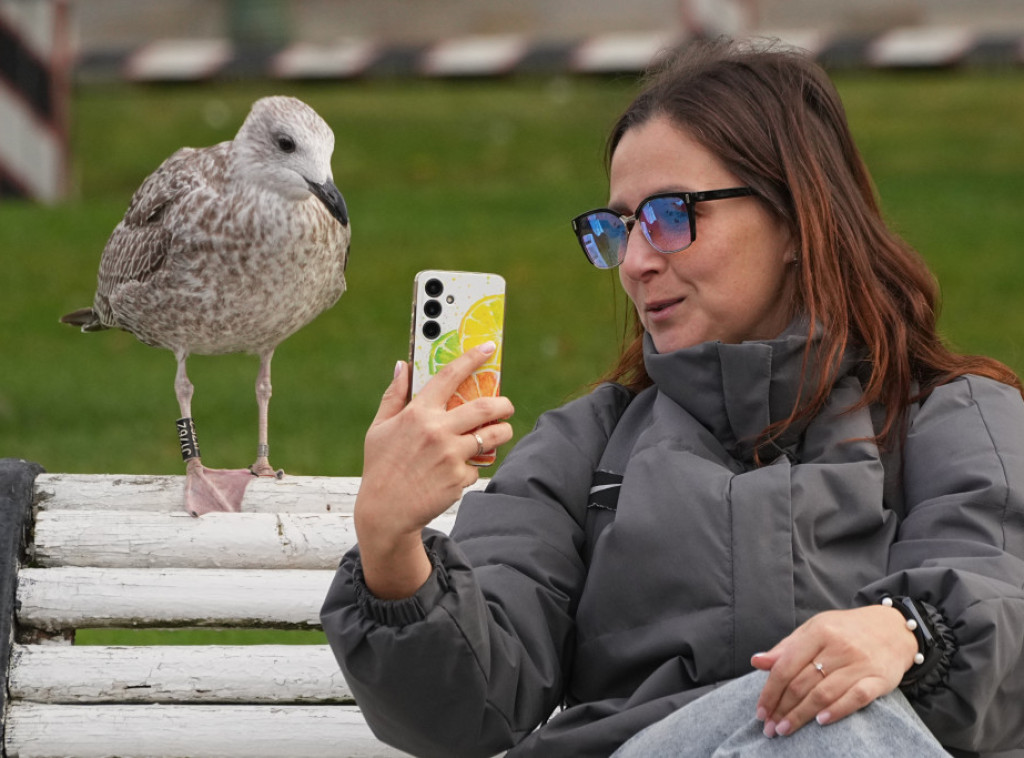 Studija: Galebove ćete najlakše oterati ako viknete na njih