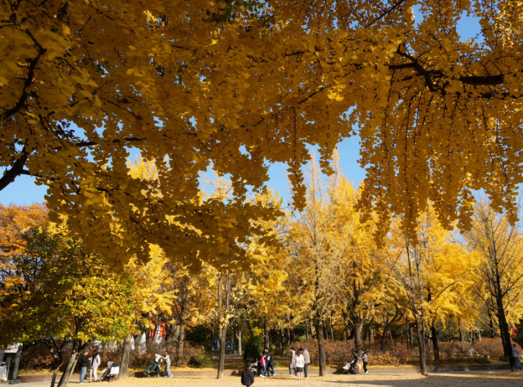 U Srbiji danas sunčano, u nekim krajevima sa maglom