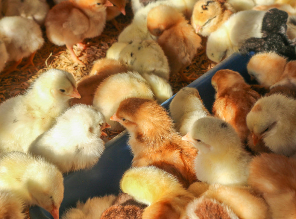 Francuska: Otkrivena ilegalna farma za uzgajanje životinja