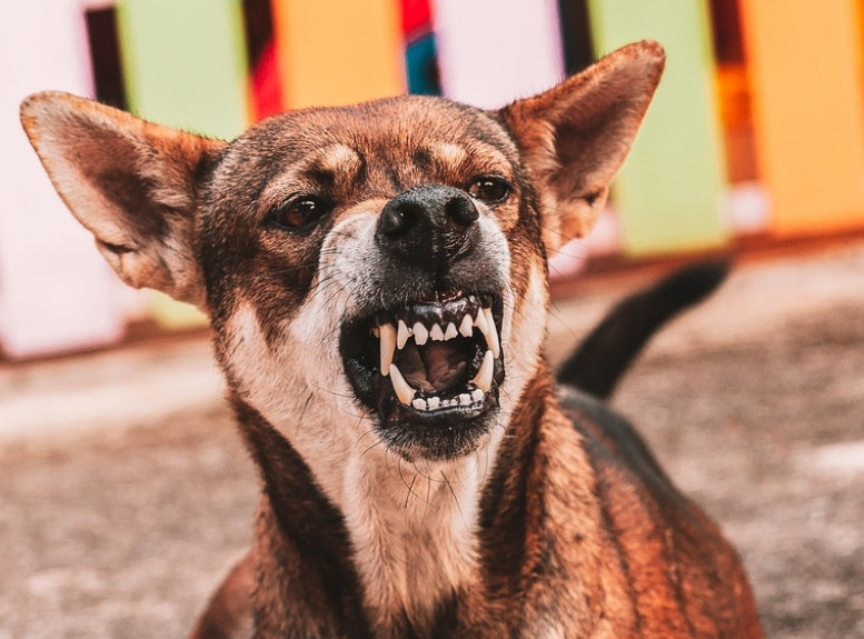Čopor pasa napao devojku u Nišu, prevezena u Univerzitetski klinički centar Niš