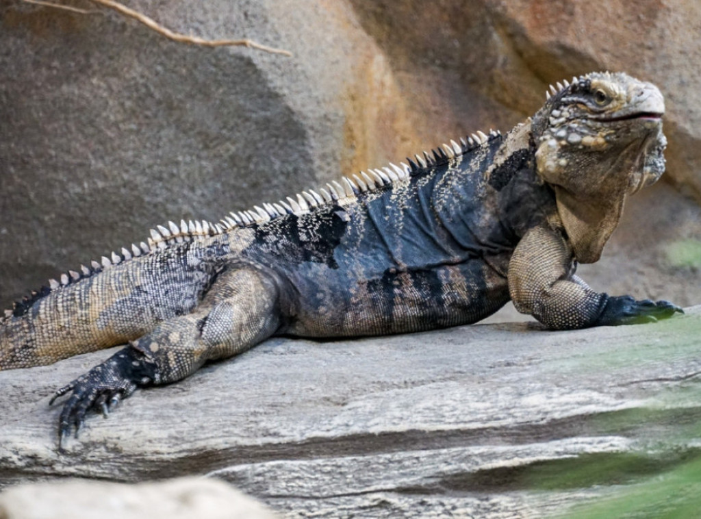 Španija spasila stotine egzotičnih životinja iz nelegalnog azila