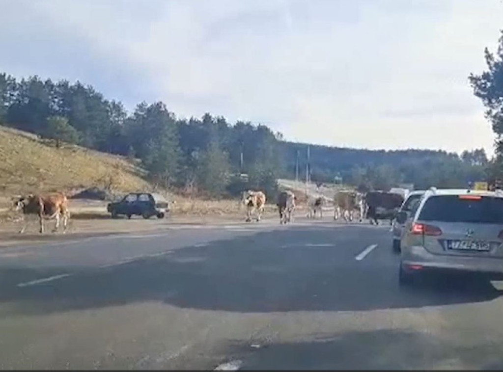 Zlatibor: Na magistralnom putu Zlatibor - Nova Varoš krave izazvale zastoj saobraćaja