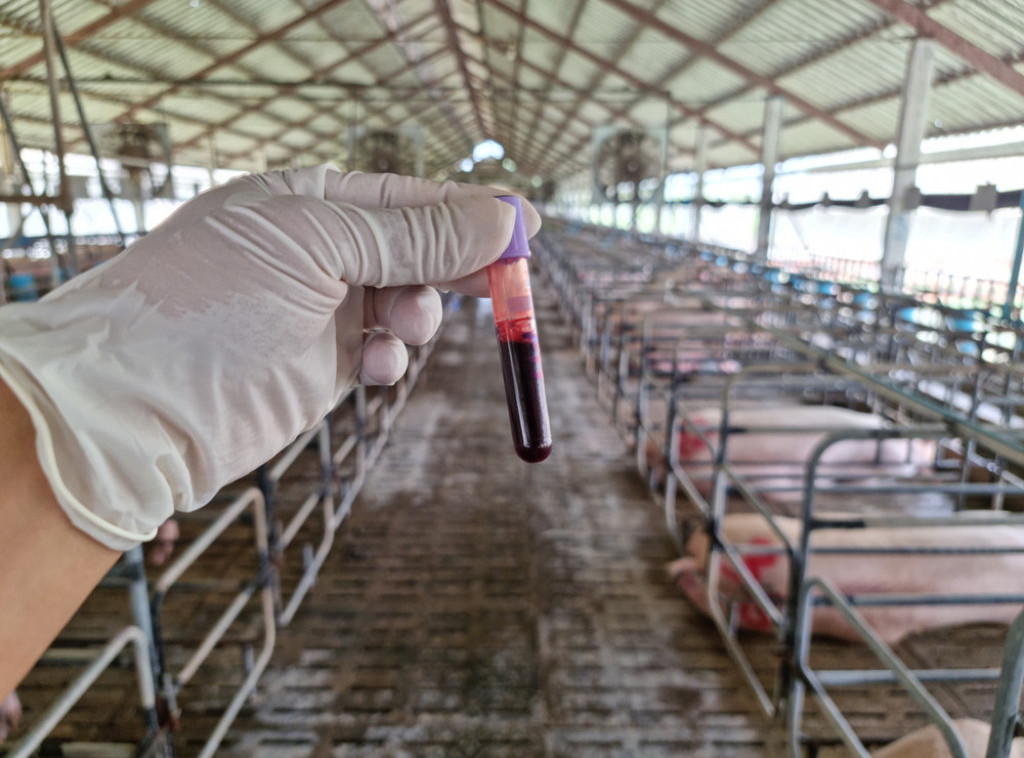 Hrvatska veterinarska komora: Virus afričke svinjske kuge i dalje se širi Osječko baranjskom županijom