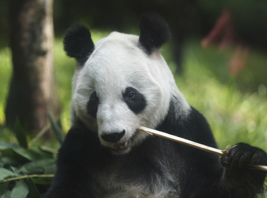 Studija: Džinovske pande prvi put koristile predmete kao alat