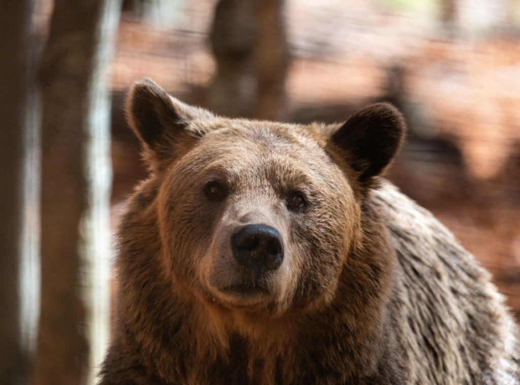 Dvoje u kritičnom stanju nakon napada grizlija na školsku grupu u Kanadi