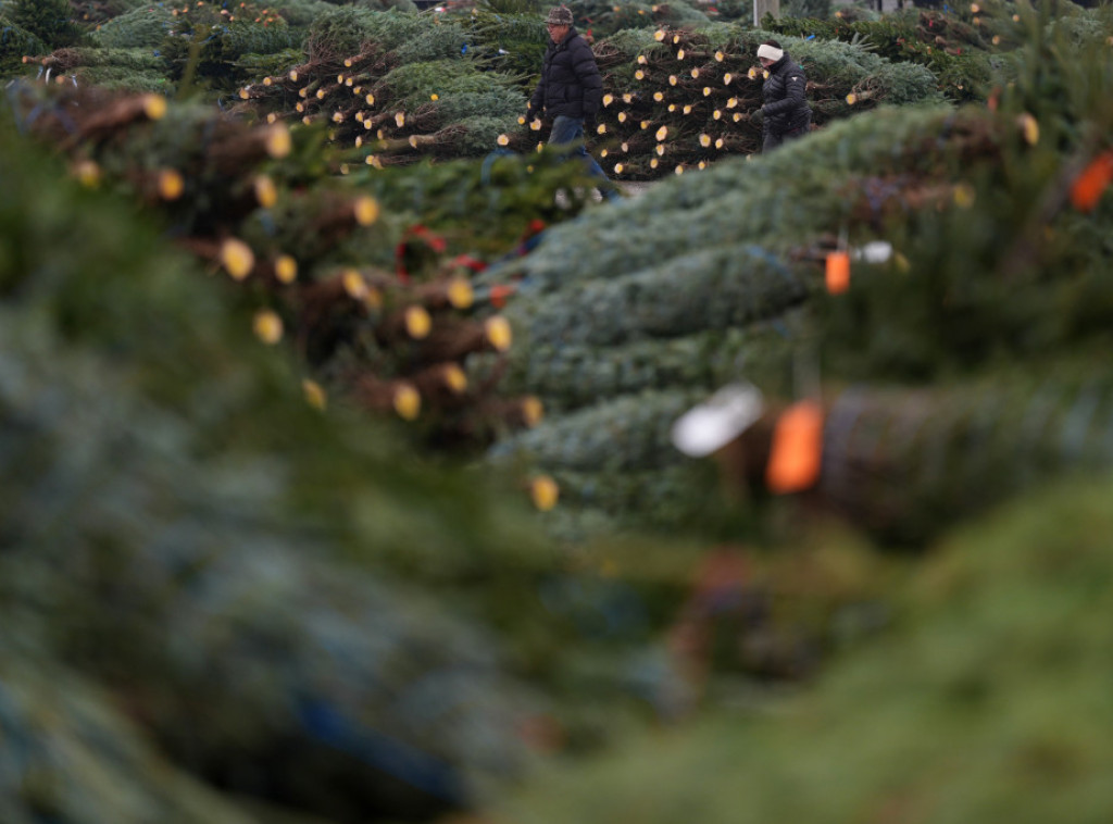 Novogodišnja jelka za Brandenburšku kapiju u Berlinu krenula na put iz Tiringije