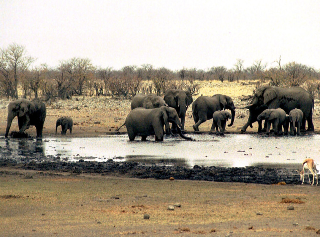 Istraživanje: DNK iz izmeta šumskih slonova pokazao da su brojniji nego što se mislilo