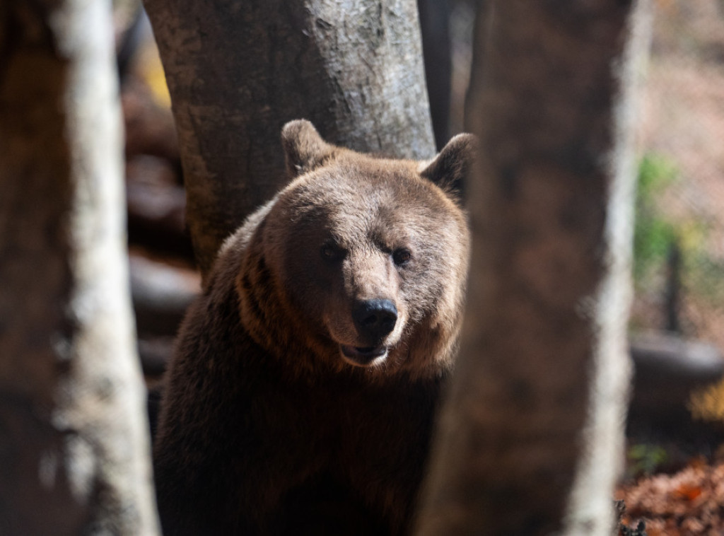 Tenesi: Medved četiri puta opljačkao istu prodavnicu slatkiša