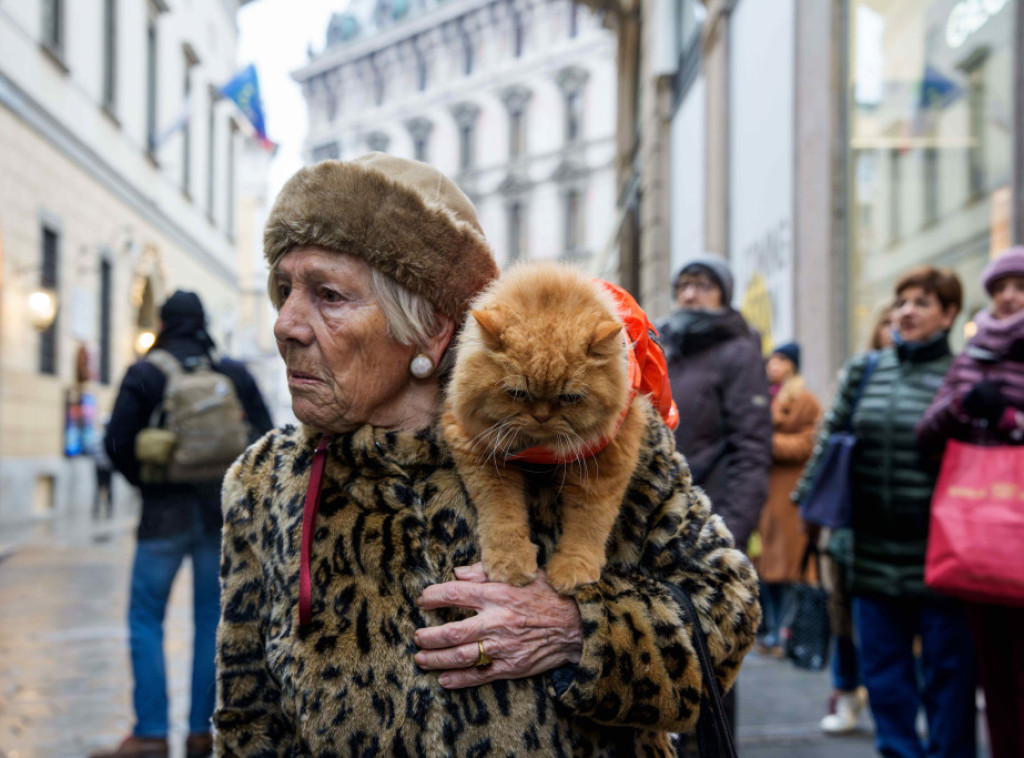 Studija: Domaća mačka nije stigla u Evropu tokom Neolita, već kasnije iz Afrike