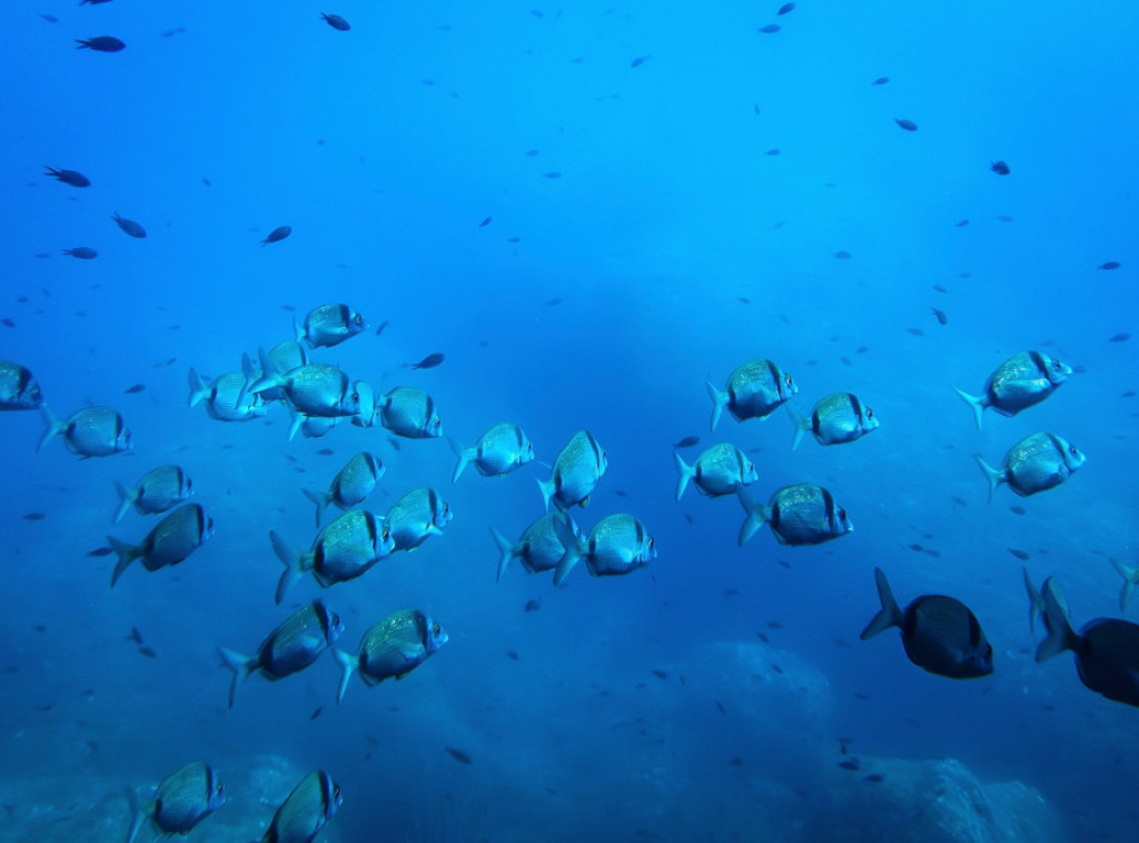 Agencije UN za hranu i poljoprivredu: Riblji fond u Sredozemnom i Crnom moru se oporavlja, ali i dalje postoje pretnje