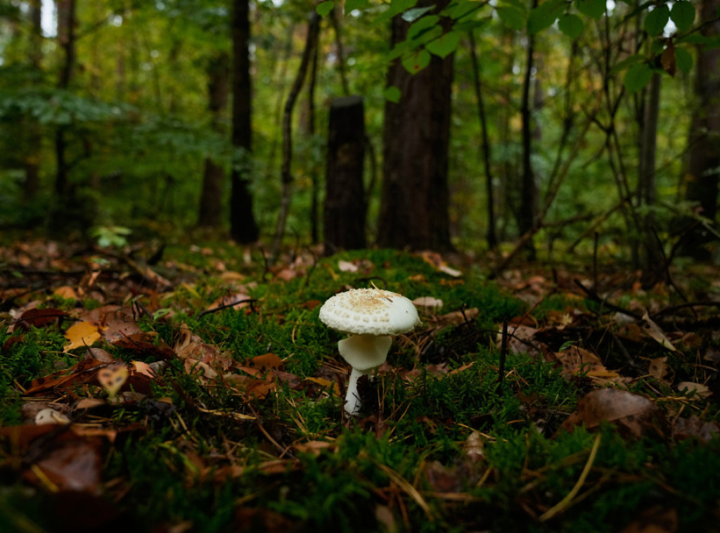 Studija: Crne pečurke izrasle u Černobilju brže rastu zahvaljujući radijaciji