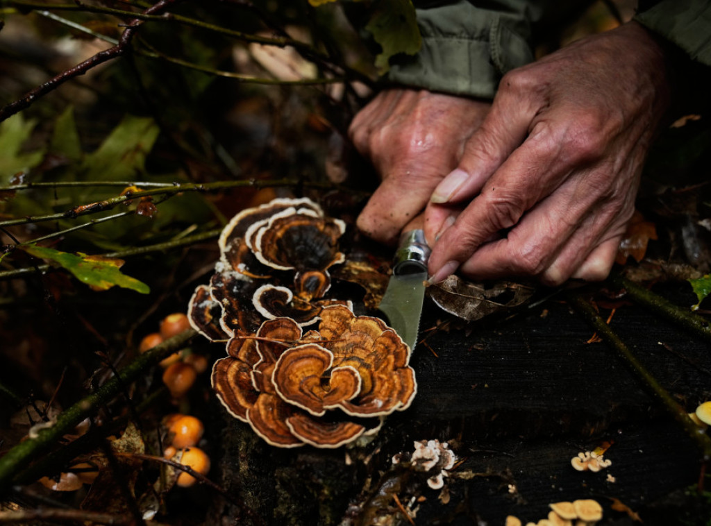 Studija: Crne pečurke izrasle u Černobilju brže rastu zahvaljujući radijaciji