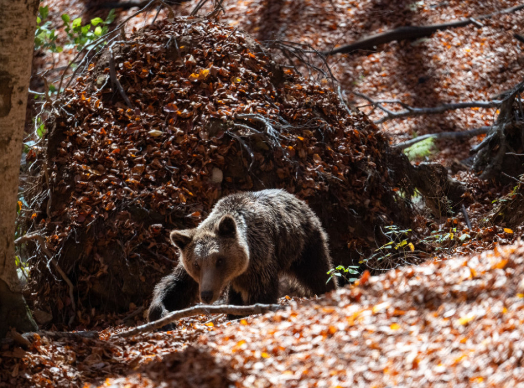 Japansko osiguranje nudi paket za pokriće izgubljene dobiti zbog upada medveda