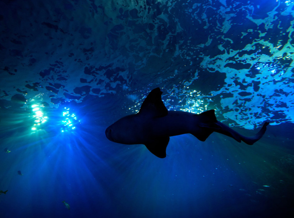 U Australiji otkriveni ostaci praistorijske ajkule duge osam metara