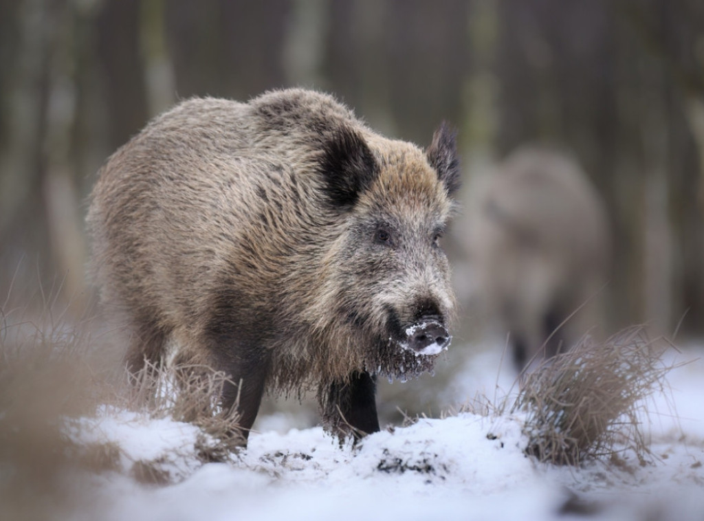 Katalonija: Pronađeno još osam uginulih divljih svinja, sumnja se na svinjsku groznicu