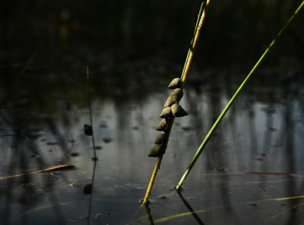 Školjke iz Španije otkrivene kao mogući najstariji muzički instrumenti