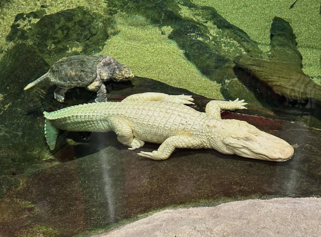 San Francisko: Uginuo albino aligator, nezvanična maskota grada