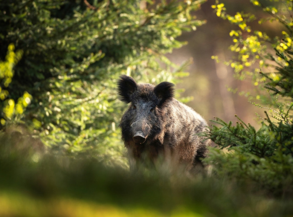 Katalonija će smanjiti populaciju divljih svinja odstrelom nakon pojave svinjske kuge