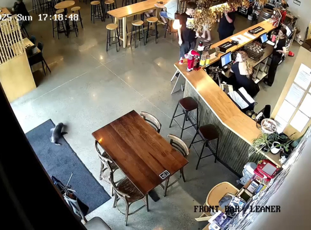 Beba foke zalutala u pab na Novom Zelandu