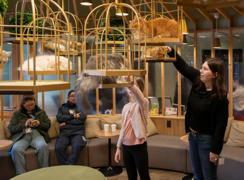 Kafić sa mačkama u SAD se zatvara do kraja godine jer je mače izazvalo poplavu