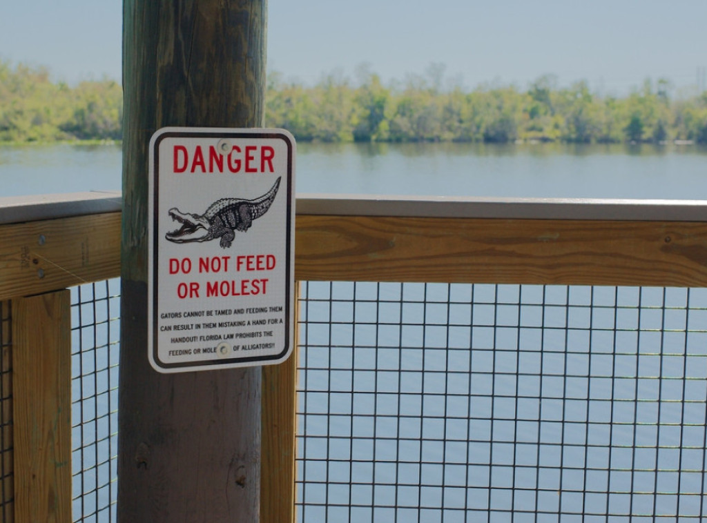 Florida: Tim policije uklanjao sa puta aligatora dugog preko 4 metra