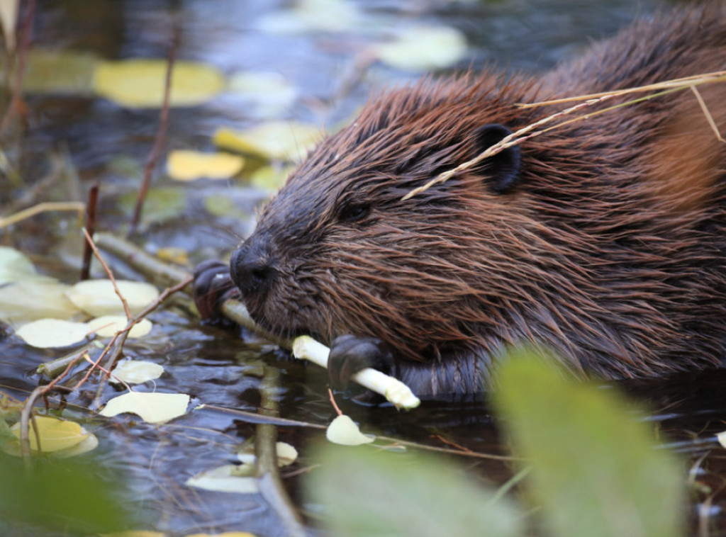 Pet vekova od istrebljenja dabrova u Norfolku, ova životinja se ponovo pojavila